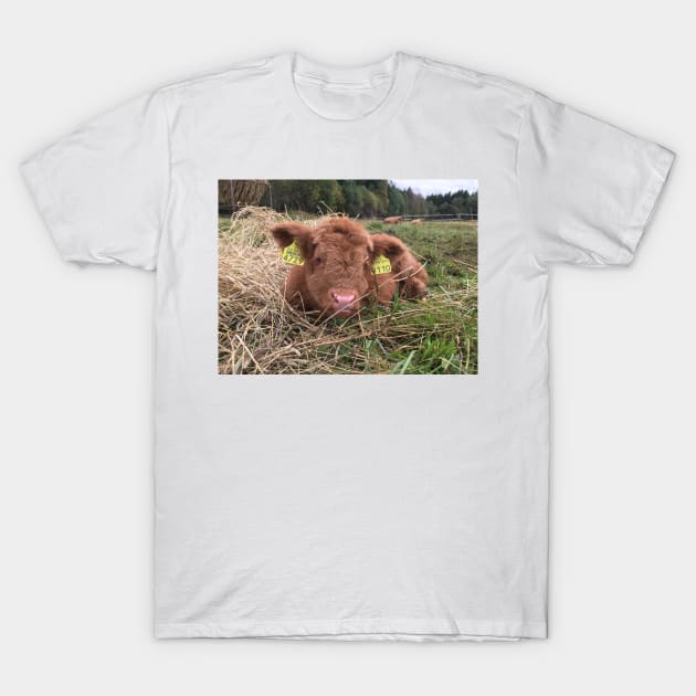 Scottish Highland Cattle Calf 1549 T-Shirt by SaarelaHighland